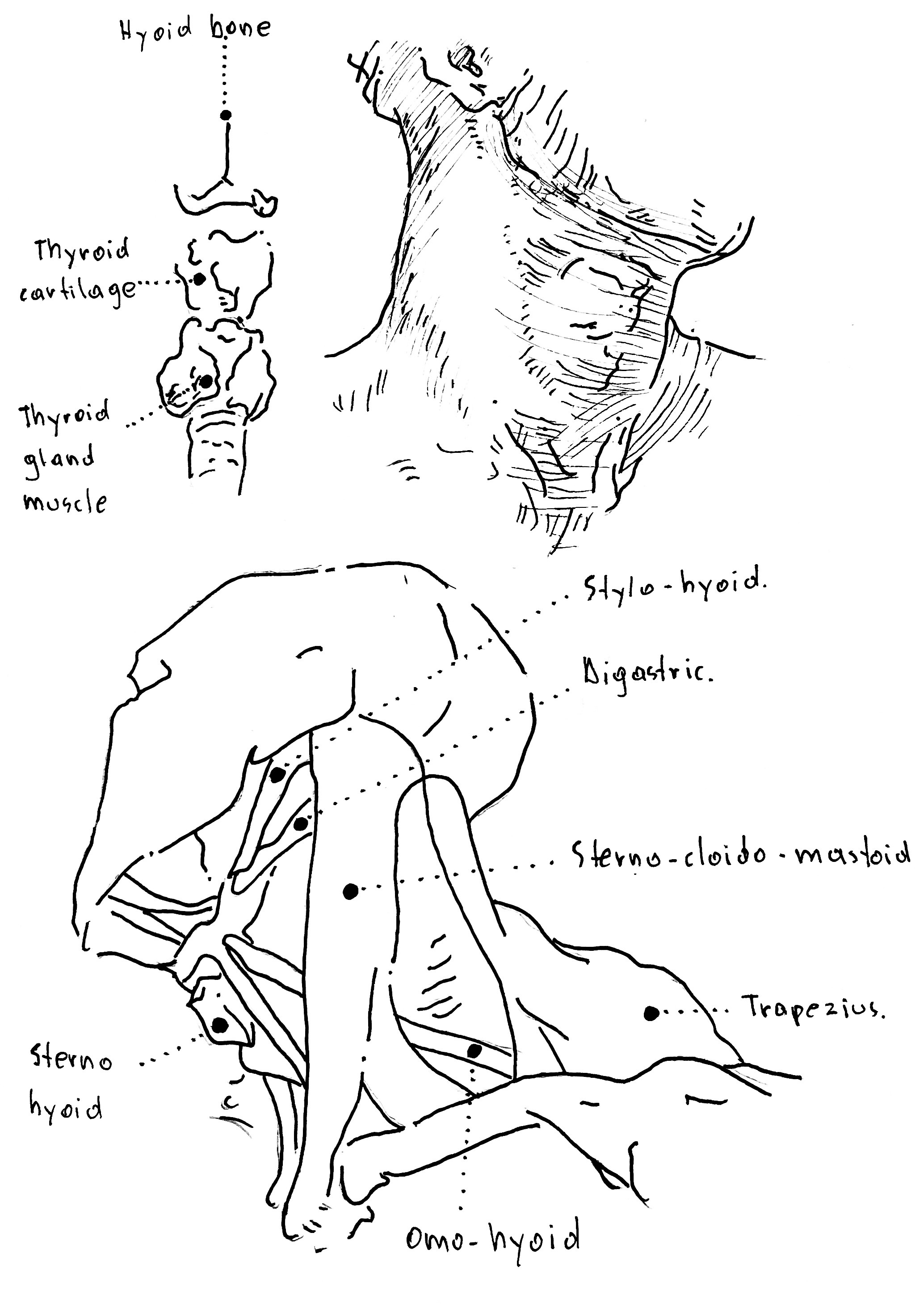 Anatomy 1